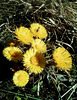 Coltsfoot