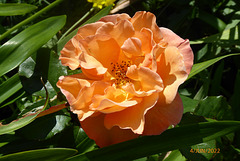fleurs du jardin 3/4 fleurs du jardin 3/4