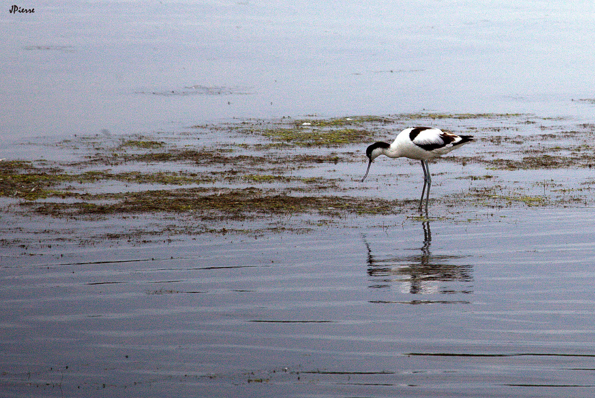 Avocette de la Baie de Somme