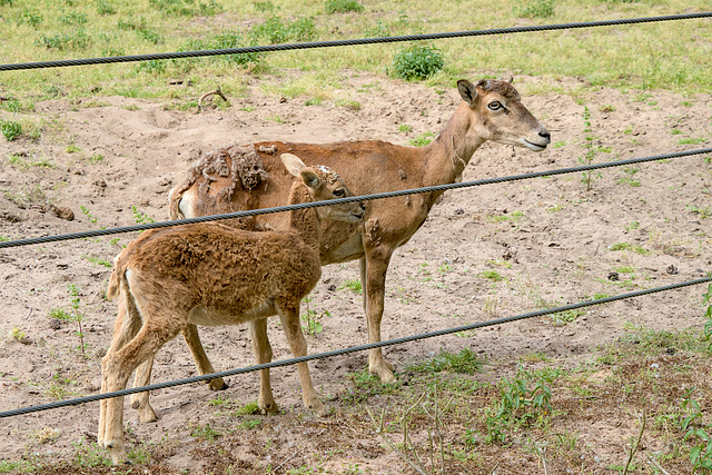 Animal Park Rheinauer Wald