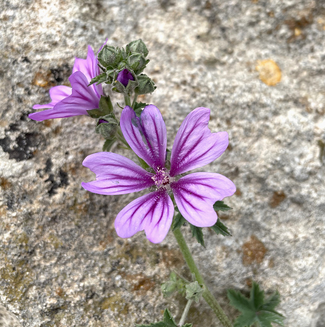 Alcúdia wallflowers