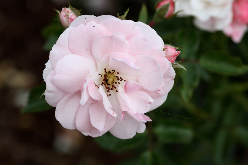 Rosenblüte im Rosensteinpark