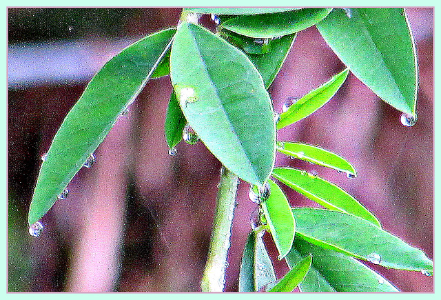 Leaves and Water Drops.