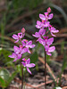 Calopogon multiflorus (Manyflowered Grass-pink orchid)