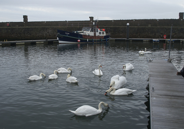 oaw - dec swan feed 01