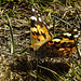 20190610 4979CPw [GB] Distelfalter (Cynthia cardul), Wanderung auf dem Pembrokeshire-Coast-Path, Cwm yr Eglwys, Dinas, Wales