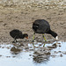 Coot baby following in Mom's footsteps