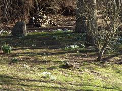 Snowdrops and willow logs