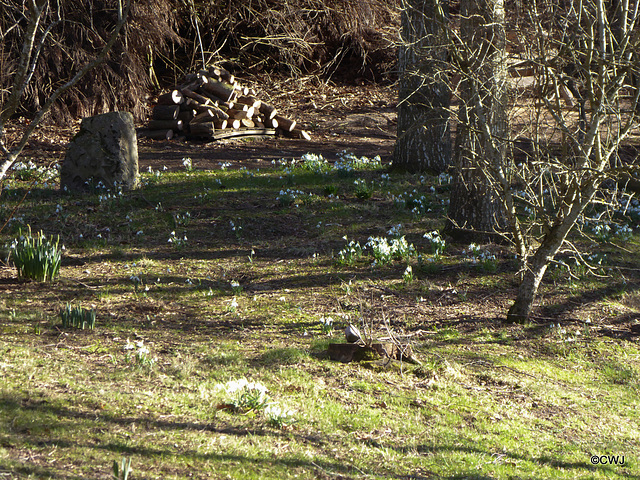 Snowdrops and willow logs