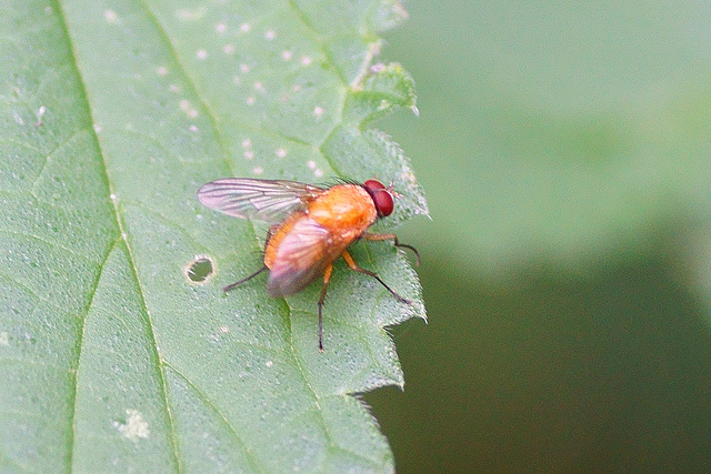 Die helle Hausfliege auf Brennnessel