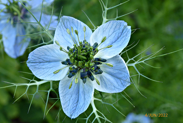 fleurs du jardin 4/4