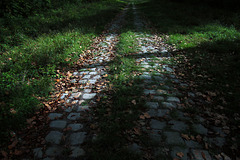 Chemin forestier .