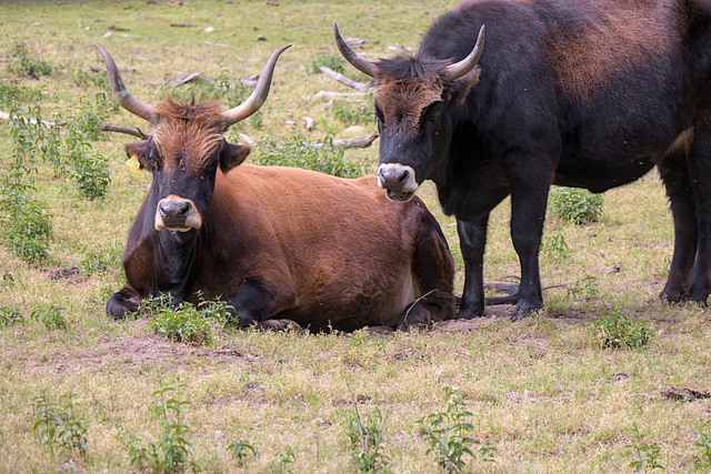 Animal Park Rheinauer Wald