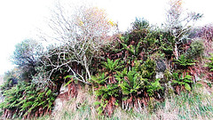 Ferns and Branches