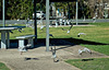 Scattering seagulls