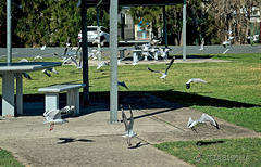 Scattering seagulls Scattering seagulls