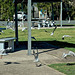Scattering seagulls