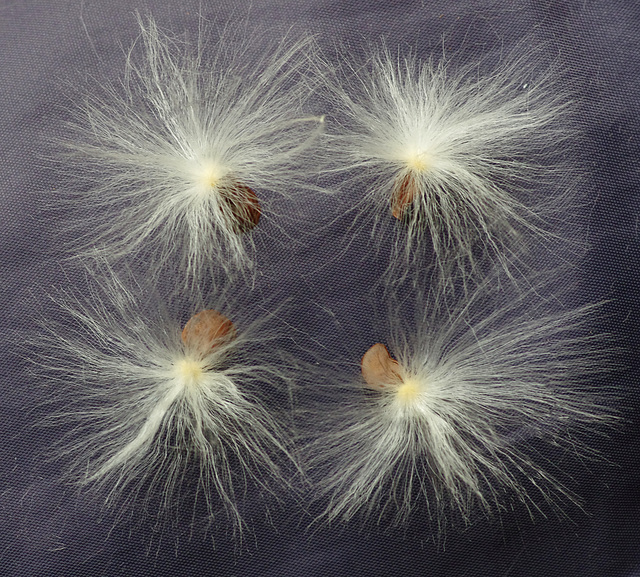 4 stephanotis seeds