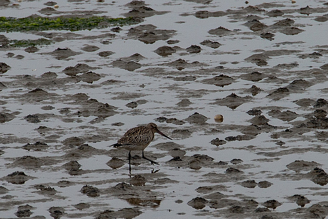 20140910 5012VRAw [NL] Pfuhlschnepfe (Limosa lapponica),Terschelling