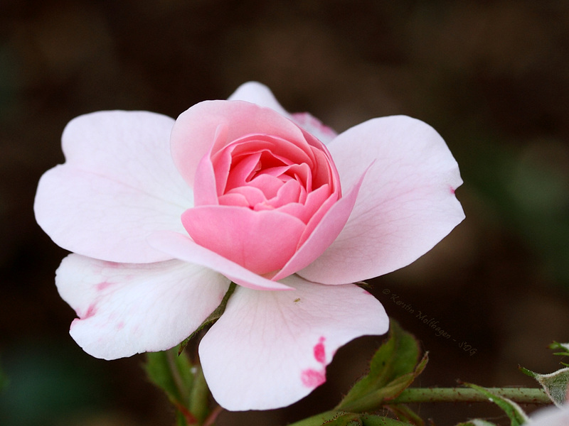 Rosenblüte im Rosensteinpark