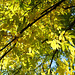 Couleurs d'automne au jardin botanique de Grignon