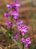 Calopogon multiflorus (Manyflowered Grass-pink orchid)