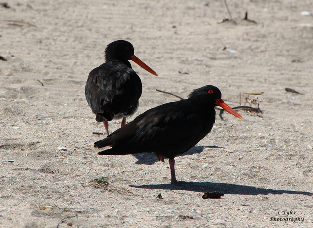 Oyster Catchers