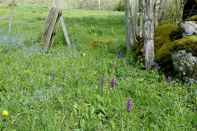 HFF HAPPY FENCE FRIDAY