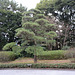 Tokyo, In the Garden of the Imperial Palace