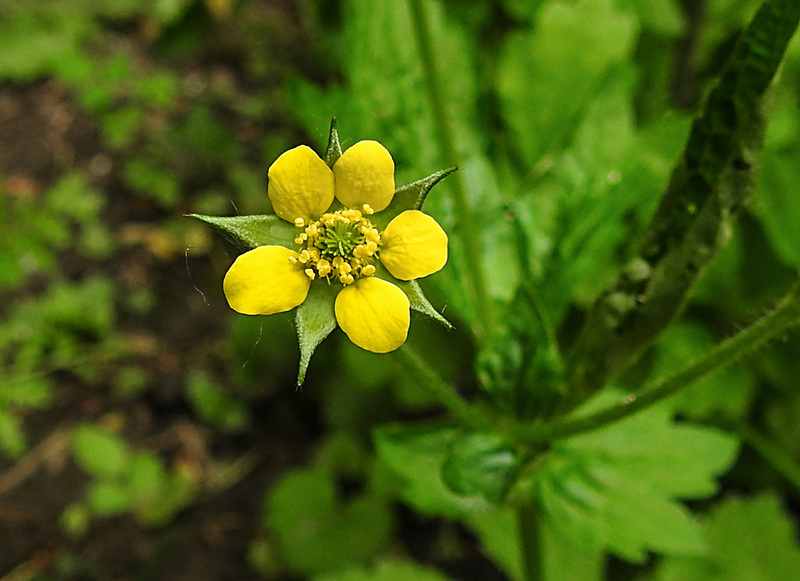 20210605 0425CPw [D~LIP] Echte Nelkenwurz (Geum urbanum), Bad Salzuflen