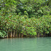 Guatemala, Thicket bush on the banks of the Chocón Machaca River