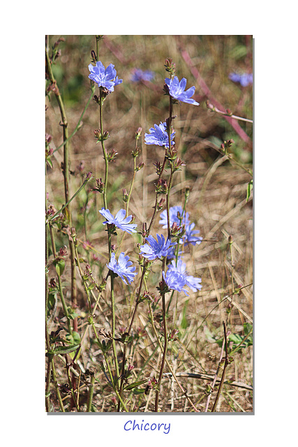 Chicory flowers Seaford 6 8 2022