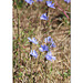 Chicory flowers Seaford 6 8 2022
