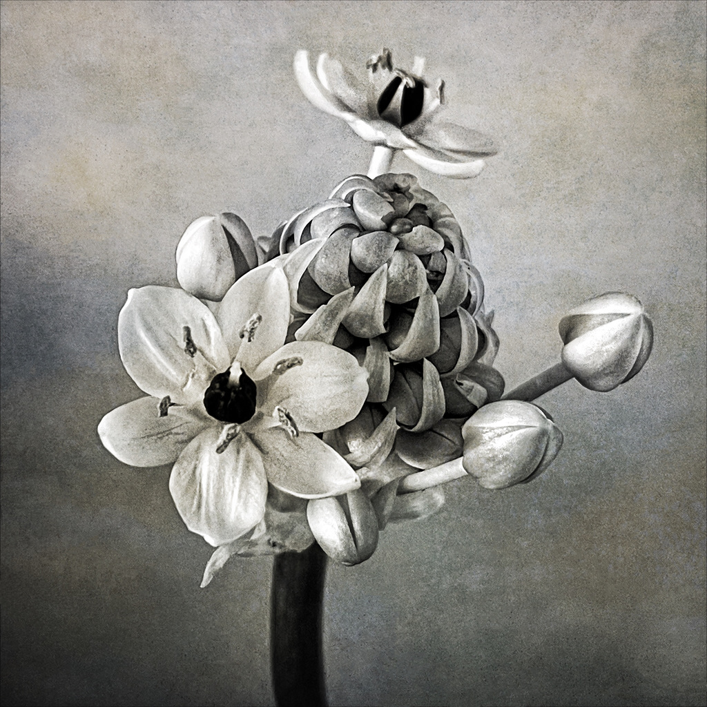 ornithogalum