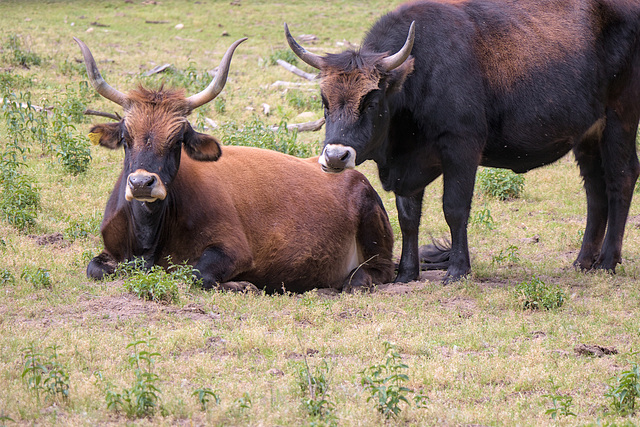 Animal Park Rheinauer Wald