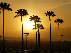 Palm trees on the Santa  Monica Beach