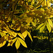 Couleurs d'automne au jardin botanique de Grignon