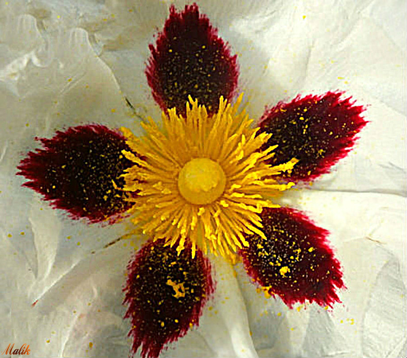 Beauté Sauvage/Wild beauty Beauté Sauvage/Wild beauty