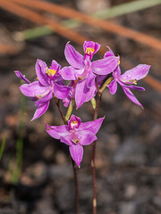 Calopogon multiflorus (Manyflowered Grass-pink orchid)