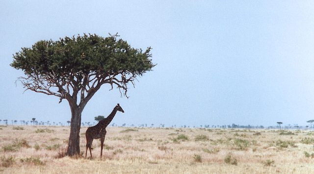 Giraffe & Tree