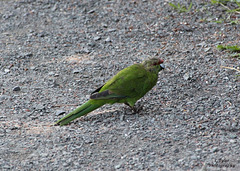 Red Crowned Parakeet - Kakariki