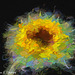 Sunflower Filter