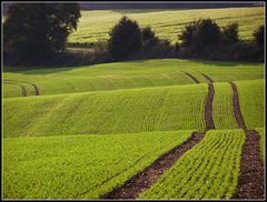 Tractor's  Track