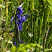 20190610 4981CPw [R~GB] Hasenglöckchen (Hyacinthoides non-scripta agg), Wanderung auf dem Pembrokeshire-Coast-Path, Cwm yr Eglwys, Dinas, Wales