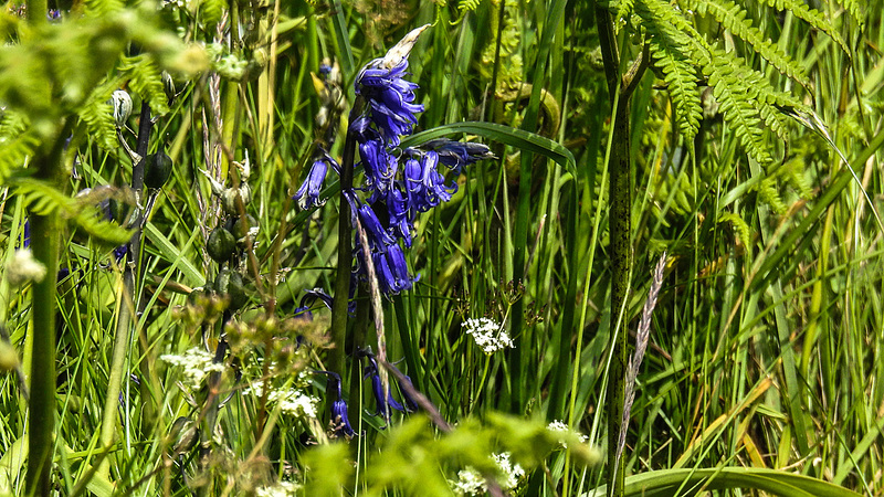 20190610 4981CPw [R~GB] Hasenglöckchen (Hyacinthoides non-scripta agg), Wanderung auf dem Pembrokeshire-Coast-Path, Cwm yr Eglwys, Dinas, Wales