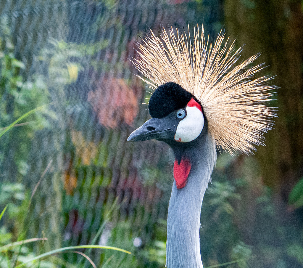 African crowned crane