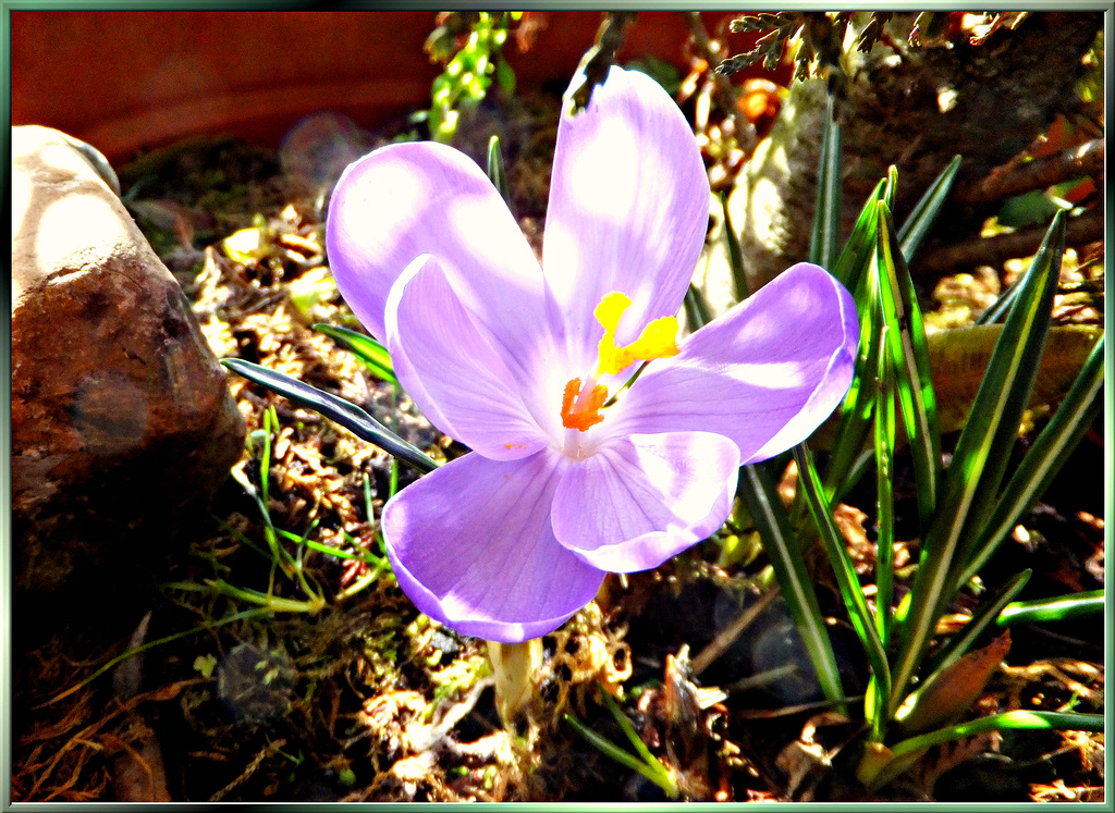 A crocus stands in the forest... ©UdoSm