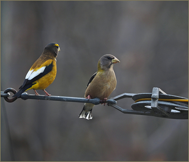 Morning visitors, evening grosbeaks