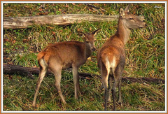 Biche avec son faon