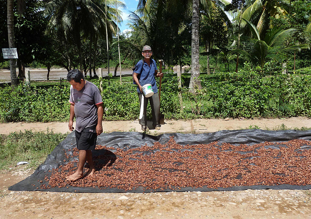 HFF  from  Chazuta while drying coffee beans.